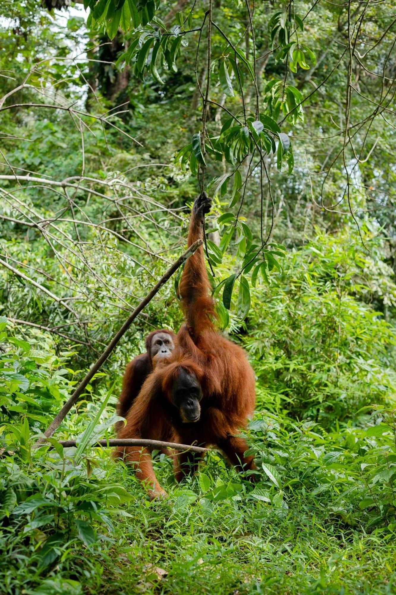 Green Travelodge Bukit Lawang Exterior foto